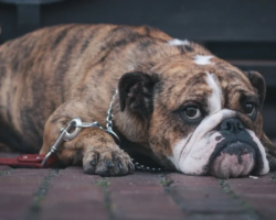 Are Bulldogs Allowed in Collaborative?