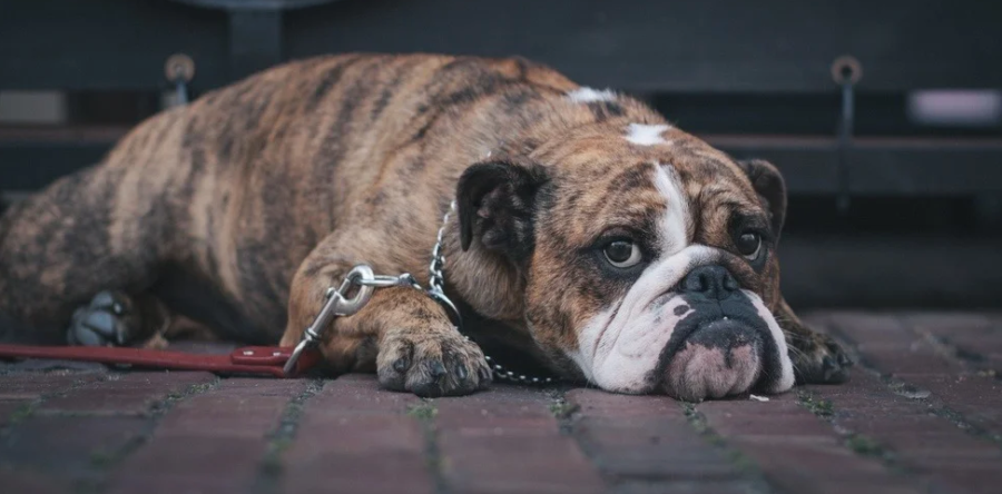 Are Bulldogs Allowed in Collaborative?