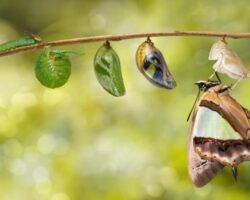 Are We Beginning to See a Metamorphosis?