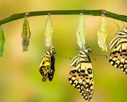 The Metamorphosis of the Collaborative Process
