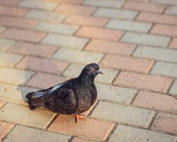 Are We Stuck in a Pigeonhole?