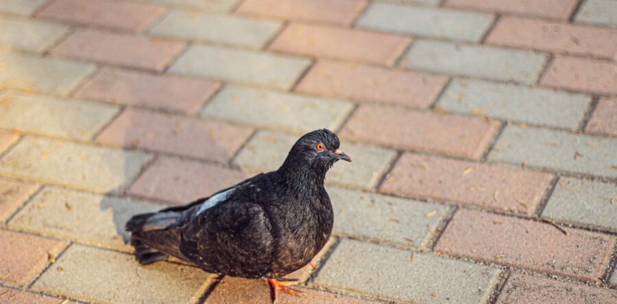 Are We Stuck in a Pigeonhole?