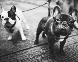Are Bulldogs Allowed in Collaborative?