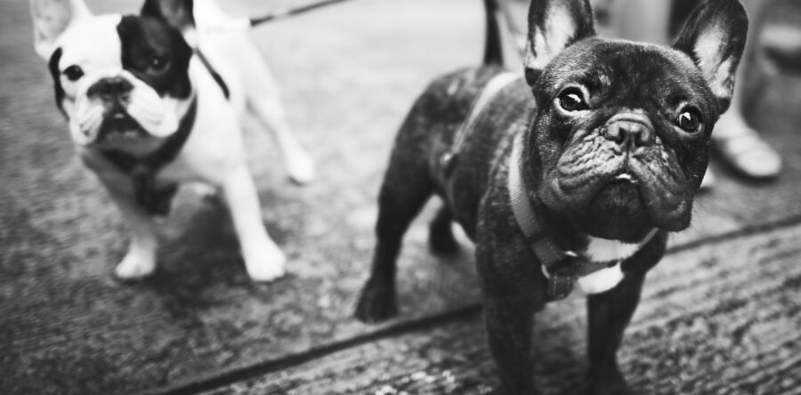 Are Bulldogs Allowed in Collaborative?