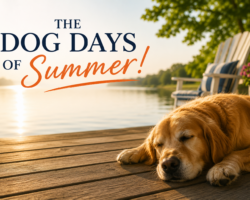 The Dog Days of Summer!